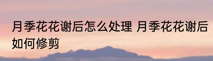 月季花花谢后怎么处理 月季花花谢后如何修剪