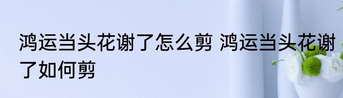 鸿运当头花谢了怎么剪 鸿运当头花谢了如何剪