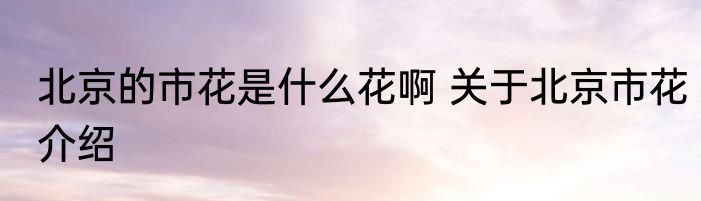 北京的市花是什么花啊 关于北京市花介绍