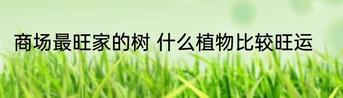 商场最旺家的树 什么植物比较旺运
