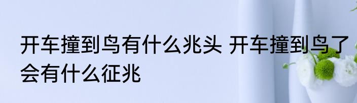 开车撞到鸟有什么兆头 开车撞到鸟了会有什么征兆