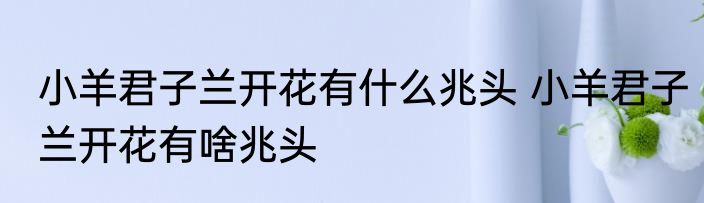 小羊君子兰开花有什么兆头 小羊君子兰开花有啥兆头