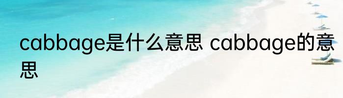 cabbage是什么意思 cabbage的意思