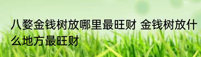 八婺金钱树放哪里最旺财 金钱树放什么地方最旺财
