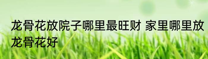 龙骨花放院子哪里最旺财 家里哪里放龙骨花好