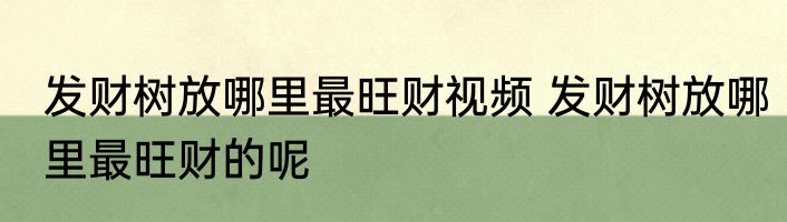 发财树放哪里最旺财视频 发财树放哪里最旺财的呢