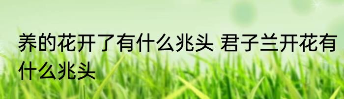 养的花开了有什么兆头 君子兰开花有什么兆头