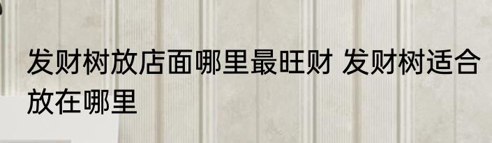 发财树放店面哪里最旺财 发财树适合放在哪里