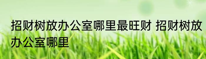 招财树放办公室哪里最旺财 招财树放办公室哪里
