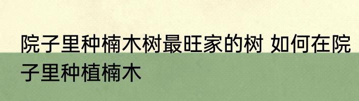 院子里种楠木树最旺家的树 如何在院子里种植楠木