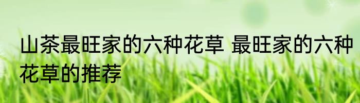 山茶最旺家的六种花草 最旺家的六种花草的推荐
