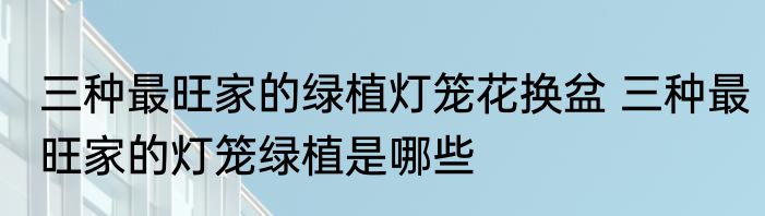 三种最旺家的绿植灯笼花换盆 三种最旺家的灯笼绿植是哪些