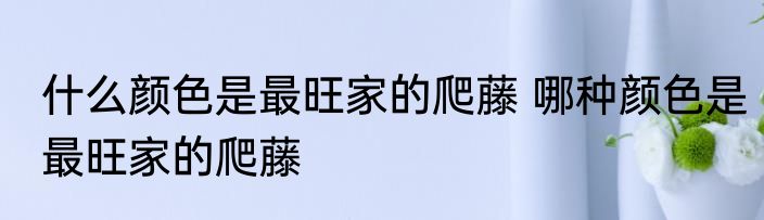 什么颜色是最旺家的爬藤 哪种颜色是最旺家的爬藤