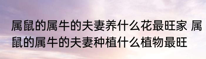 属鼠的属牛的夫妻养什么花最旺家 属鼠的属牛的夫妻种植什么植物最旺