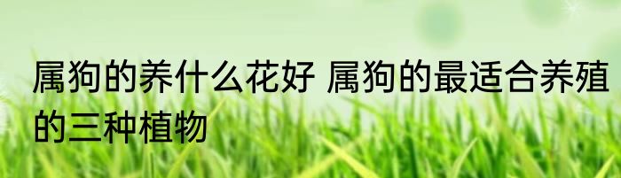 属狗的养什么花好 属狗的最适合养殖的三种植物