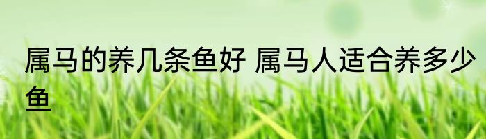 属马的养几条鱼好 属马人适合养多少鱼