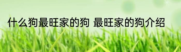 什么狗最旺家的狗 最旺家的狗介绍