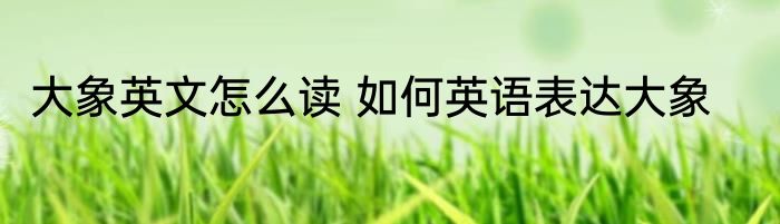 大象英文怎么读 如何英语表达大象