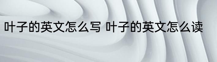 叶子的英文怎么写 叶子的英文怎么读