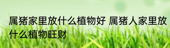 属猪家里放什么植物好 属猪人家里放什么植物旺财