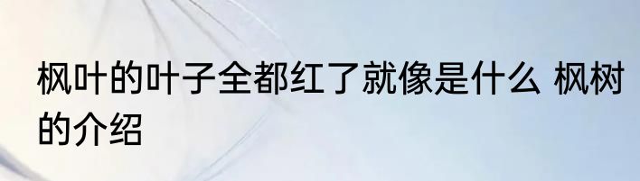 枫叶的叶子全都红了就像是什么 枫树的介绍