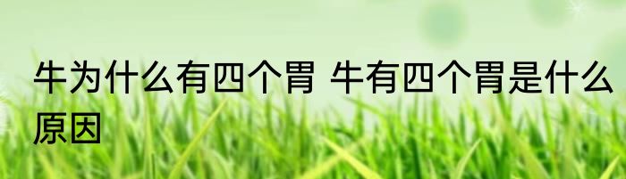 牛为什么有四个胃 牛有四个胃是什么原因