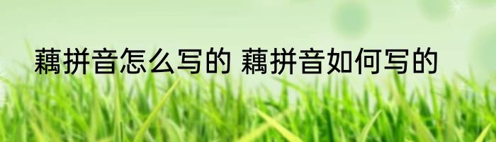 生菜英文怎么说 生菜英文如何说
