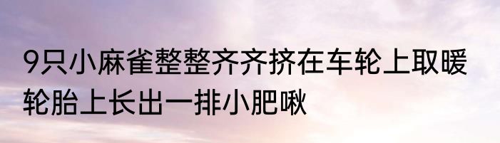 9只小麻雀整整齐齐挤在车轮上取暖   轮胎上长出一排小肥啾