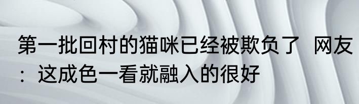 第一批回村的猫咪已经被欺负了  网友：这成色一看就融入的很好