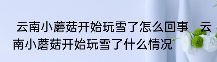  云南小蘑菇开始玩雪了怎么回事   云南小蘑菇开始玩雪了什么情况