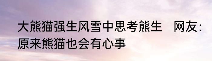 大熊猫强生风雪中思考熊生   网友：原来熊猫也会有心事