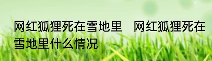 网红狐狸死在雪地里   网红狐狸死在雪地里什么情况
