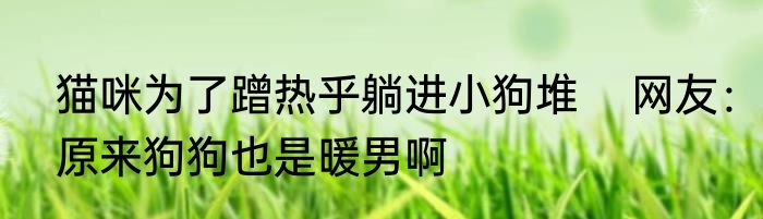 猫咪为了蹭热乎躺进小狗堆    网友：原来狗狗也是暖男啊
