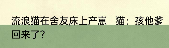 流浪猫在舍友床上产崽   猫：孩他爹回来了？