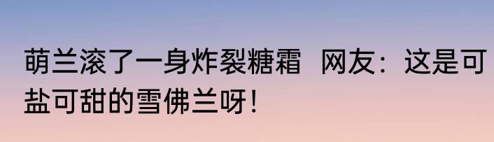 萌兰滚了一身炸裂糖霜  网友：这是可盐可甜的雪佛兰呀！
