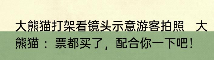 大熊猫打架看镜头示意游客拍照   大熊猫 ：票都买了，配合你一下吧！