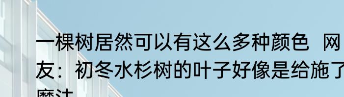 一棵树居然可以有这么多种颜色  网友：初冬水杉树的叶子好像是给施了魔法