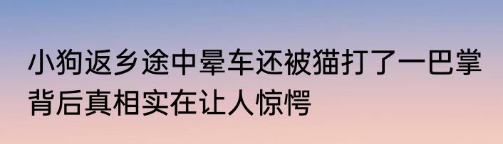 小狗返乡途中晕车还被猫打了一巴掌 背后真相实在让人惊愕
