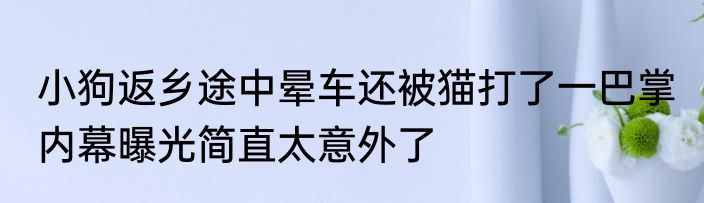 小狗返乡途中晕车还被猫打了一巴掌 内幕曝光简直太意外了