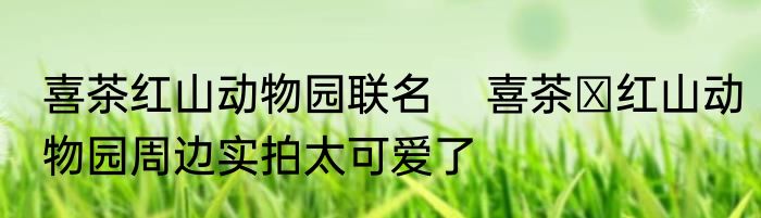 喜茶红山动物园联名    喜茶✖红山动物园周边实拍太可爱了