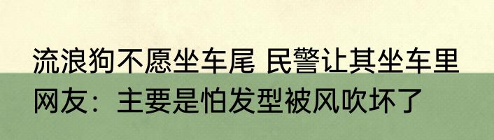 流浪狗不愿坐车尾 民警让其坐车里  网友：主要是怕发型被风吹坏了