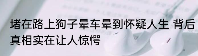 堵在路上狗子晕车晕到怀疑人生 背后真相实在让人惊愕