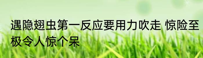 遇隐翅虫第一反应要用力吹走 惊险至极令人惊个呆