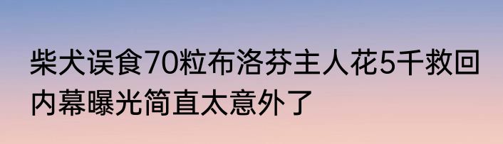 柴犬误食70粒布洛芬主人花5千救回 内幕曝光简直太意外了