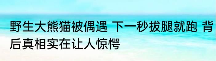 野生大熊猫被偶遇 下一秒拔腿就跑 背后真相实在让人惊愕