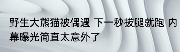 野生大熊猫被偶遇 下一秒拔腿就跑 内幕曝光简直太意外了