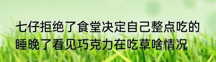 七仔拒绝了食堂决定自己整点吃的  睡晚了看见巧克力在吃草啥情况