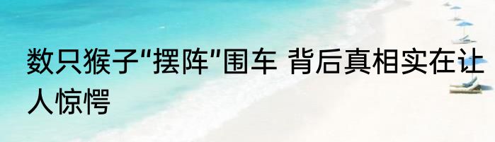 数只猴子“摆阵”围车 背后真相实在让人惊愕