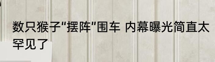 数只猴子“摆阵”围车 内幕曝光简直太罕见了