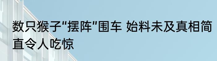 数只猴子“摆阵”围车 始料未及真相简直令人吃惊